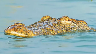 দেখা মিললো রাজশাহীর পদ্মায় বিলুপ্ত মিঠাপানির কুমিরের