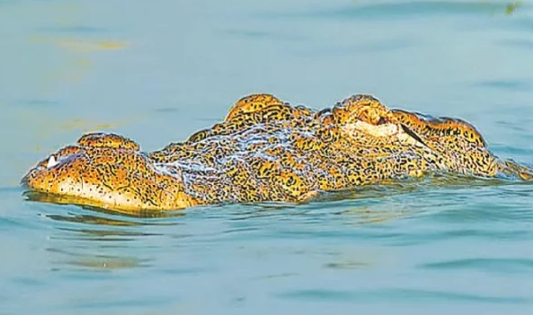 দেখা মিললো রাজশাহীর পদ্মায় বিলুপ্ত মিঠাপানির কুমিরের