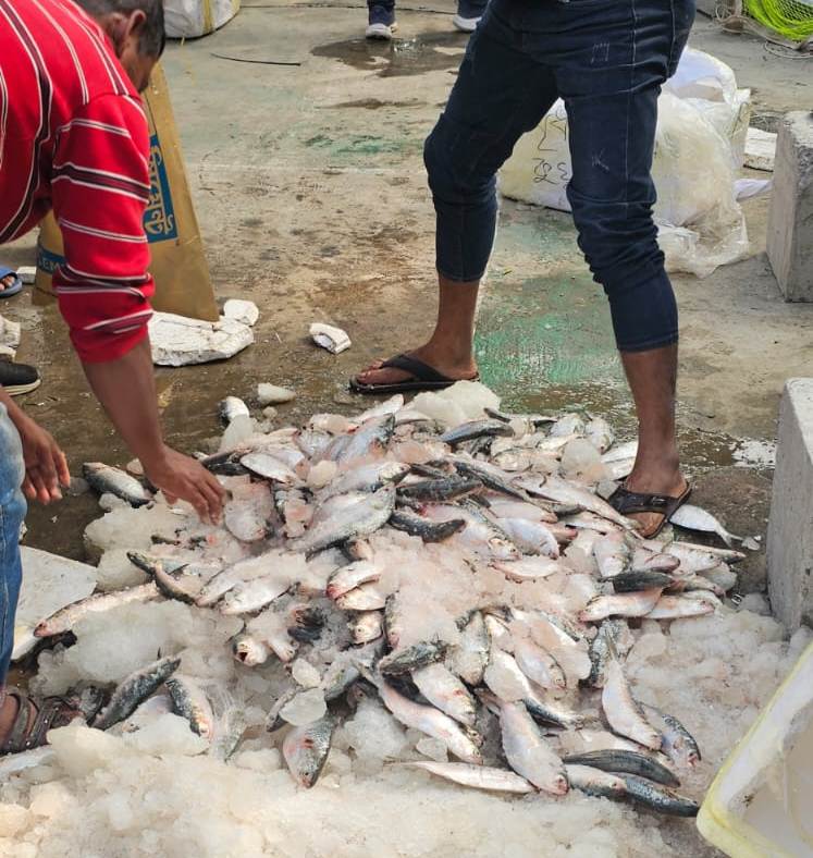 কুয়াকাটা থেকে ঝাটকা মাছ বহনের দায়ে ইউনিক পরিবহনে অভিযান, বরিশাল এয়ারপোর্ট থানা