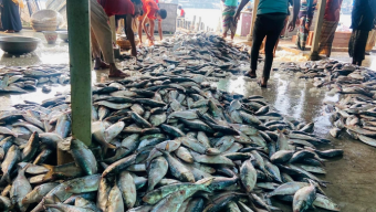 আগুন দাম ইলিশের