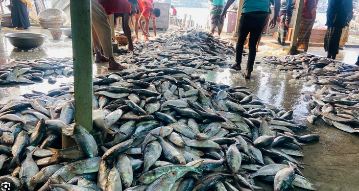 আগুন দাম ইলিশের